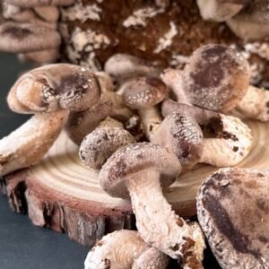 Shiitake-Fresh