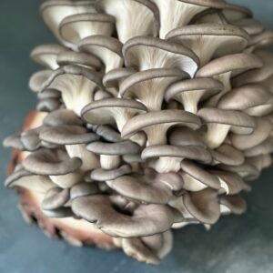Blue Oyster-Fresh